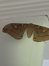 Click to enlarge polyphemus moth 39