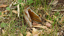 Click to enlarge polyphemus moth 40