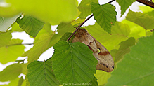 Click to enlarge polyphemus moth 42