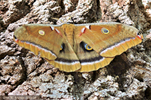Click to enlarge polyphemus moth 43