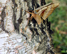 Click to enlarge polyphemus moth 44
