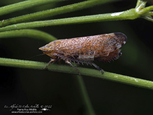 privet leafhopper - Featured photo