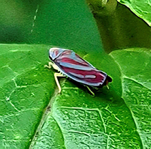 Click to enlarge red-banded leafhopper 16