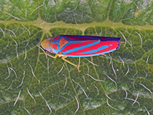Click to enlarge red-banded leafhopper 17