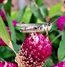 red-legged grasshopper red-legged grasshopper 22