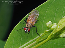 root maggot fly (Hydrophoria lancifer)