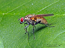 root maggot fly (Hydrophoria lancifer)