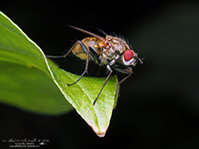 root maggot fly (Hydrophoria lancifer)