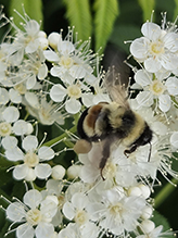 rusty-patched bumble bee 06