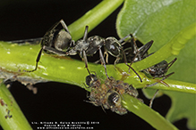 silky field ant 02