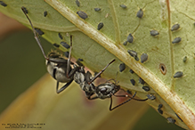 silky field ant 04