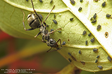 silky field ant 05