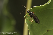 silky field ant 06