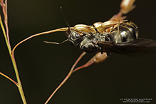 silky field ant 07
