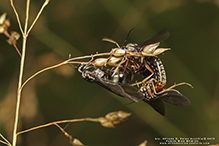 silky field ant 10