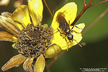 silky field ant 11