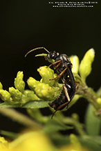 silky field ant 12