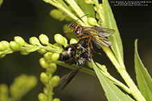 silky field ant 14