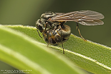 silky field ant 15
