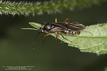 silky field ant 17