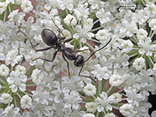 silky field ant 18