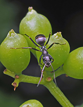 silky field ant 19