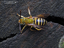 silky striped sweat bee