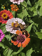 Click to enlarge snowberry clearwing 11