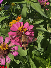 Click to enlarge snowberry clearwing 12