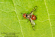soybean nodule fly - Featured photo