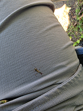 stilt-legged fly 05