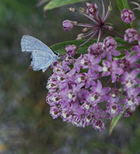 Click to enlarge Summer Azure 08