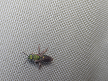 Texas striped sweat bee - Featured photo
