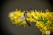 Click to enlarge thynnid flower wasp 01