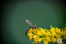 Click to enlarge thynnid flower wasp 02