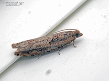tortricid leafroller moth - Featured photo