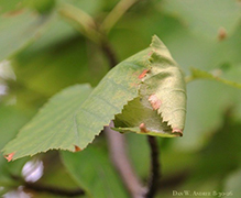 Click to enlarge tortricid leafroller moth 02