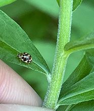 twenty-spotted lady beetle - Featured photo