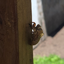 Typical Cicada (Family Cicadidae) 02