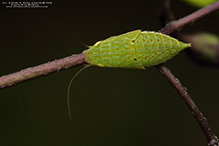Click to enlarge typical leafhopper (Gyponana sp.) 02