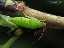 Click to enlarge typical leafhopper (Gyponana sp.) 05