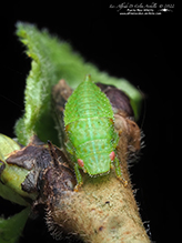 Click to enlarge typical leafhopper (Gyponana sp.) 06