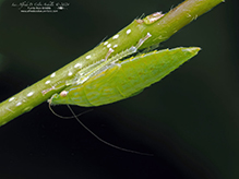 Click to enlarge typical leafhopper (Gyponana sp.) 07
