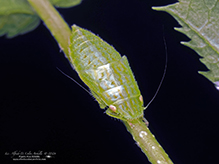 Click to enlarge typical leafhopper (Gyponana sp.) 08
