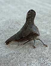 typical treehopper (Glossonotus acuminatus) 01