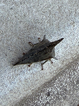 typical treehopper (Glossonotus acuminatus) 03