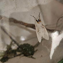Virginian tiger moth 16