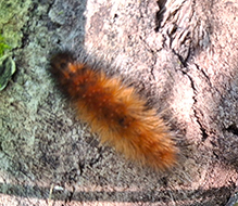 Virginian tiger moth 19