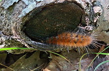 Virginian tiger moth 20