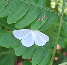 Click to enlarge vestal moth 01